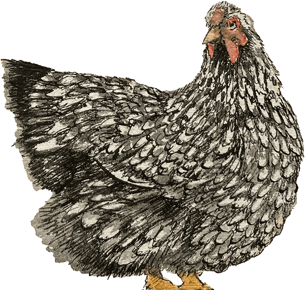 One of the hens that roams the garden